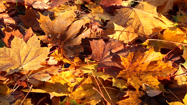 φύλλα σφένδαμου πέφτει κάτω στο έδαφος το φθινόπωρο - Πλάνα, βίντεο