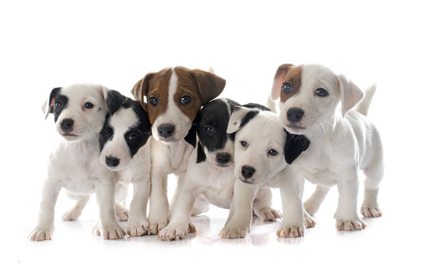 Cachorros jack russel terrier
 - Foto, imagen