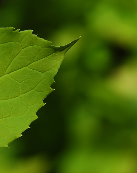 Leaf closeup - Fotografie, Obrázek