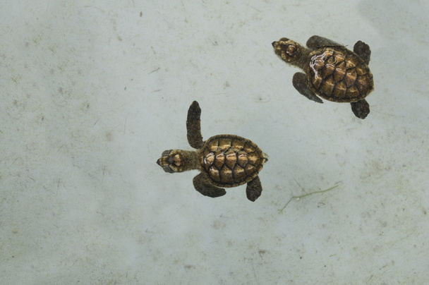 θαλάσσια χελώνα υποβρύχια άρρωστος μικρή μικρή ιδέα της φύσης - Φωτογραφία, εικόνα