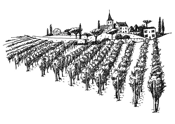 vineyard landscape ink  picture - Vector, Image