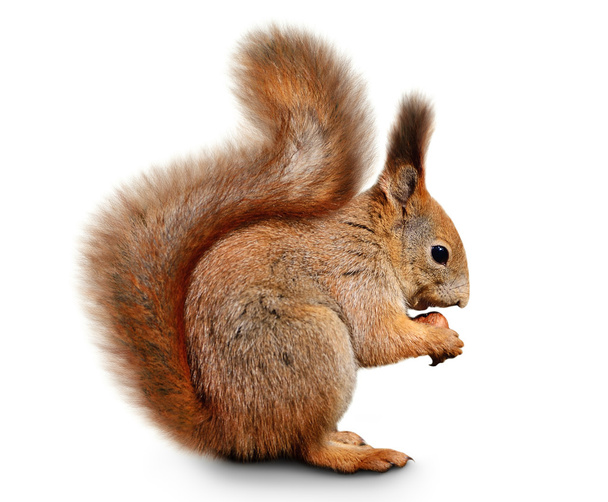 Eurasian scoiattolo rosso di fronte a uno sfondo bianco
 - Foto, immagini