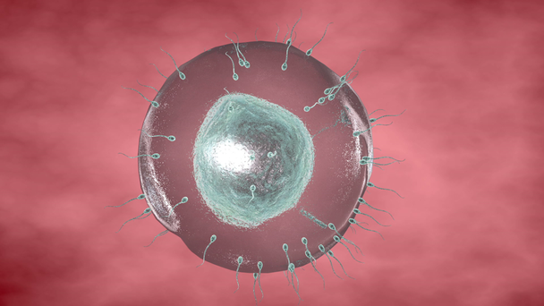 menschliches Sperma nähert sich menschlicher Eizelle. 3D-Darstellung - Filmmaterial, Video