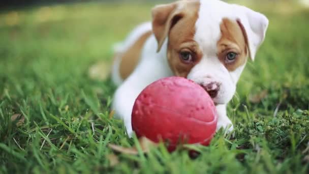 Piękny pies gry z czerwoną piłkę na trawie. - Materiał filmowy, wideo