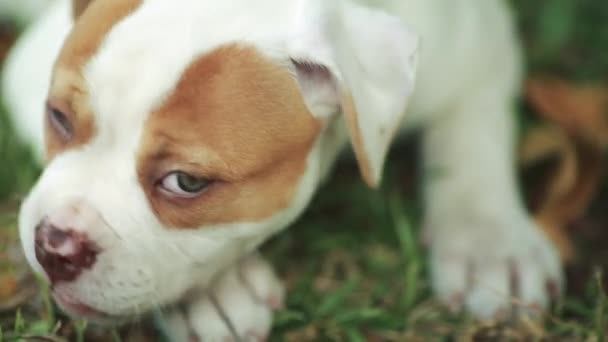Közelkép az aranyos amerikai Bulldog kiskutya, gyönyörű zöld szemek - Felvétel, videó