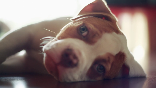 süße amerikanische Bulldogge legt sich hin und spielt mit der Kamera - Filmmaterial, Video