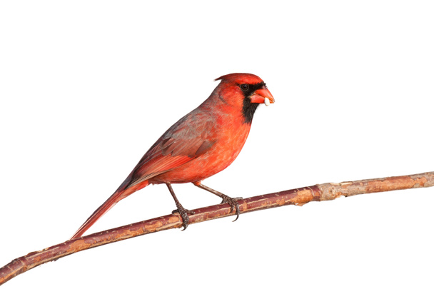 erkek Kardinal bir tohum dengeler - Fotoğraf, Görsel
