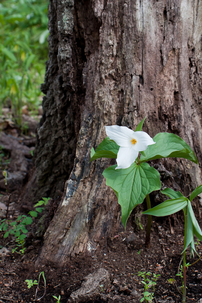 Large-flowered trillium guarded by a tree - Photo, Image