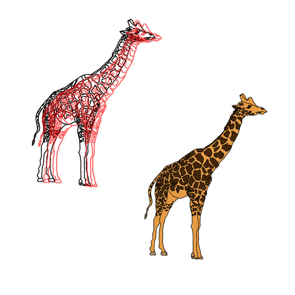 žirafy, ilustrace izolované na bílém - Vektor, obrázek