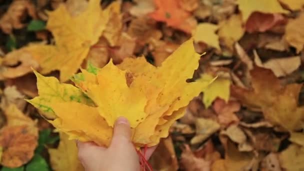 Woman collects fallen autumn maple leaves. - Footage, Video