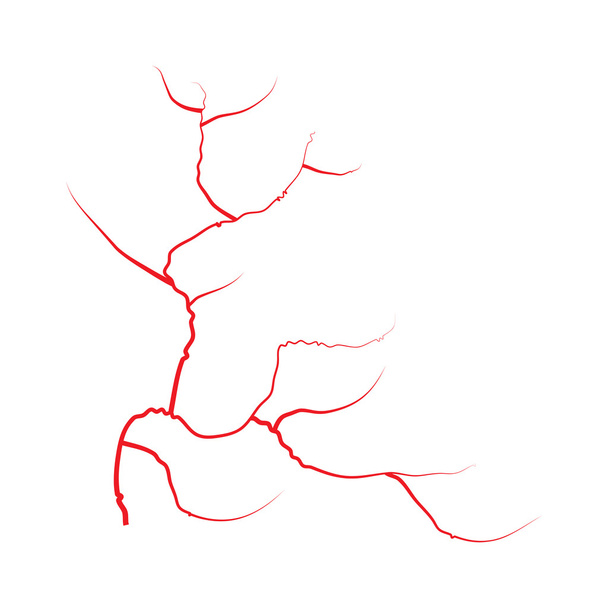 目の静脈、人間の赤い血管、血液系。白い背景で隔離のベクトル図 - ベクター画像
