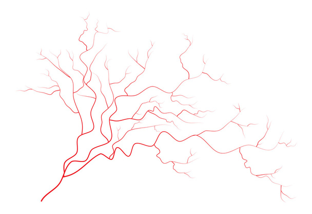 目の静脈、人間の赤い血管、血液系。白い背景で隔離のベクトル図 - ベクター画像