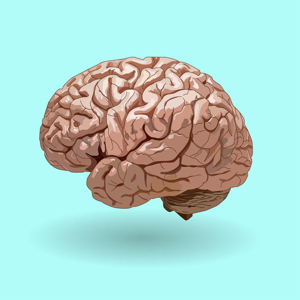 реалістичний людський мозок на синьому фоні
 . - Вектор, зображення