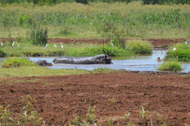 Lake Manyara hippo pool - Foto, afbeelding