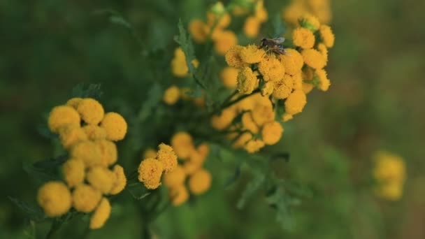 Boerenwormkruid bloemen met fly - Video
