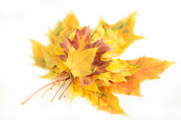 Yellow leaves on white - Фото, зображення