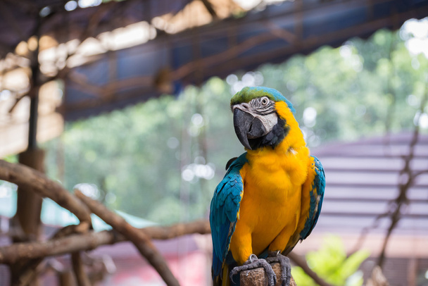 Parrot staande op een tak - Foto, afbeelding