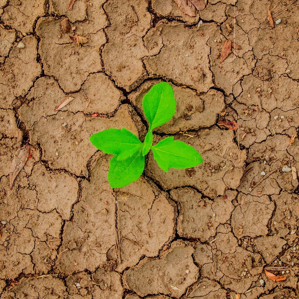 plant growing through the ground, hope concept - Photo, Image