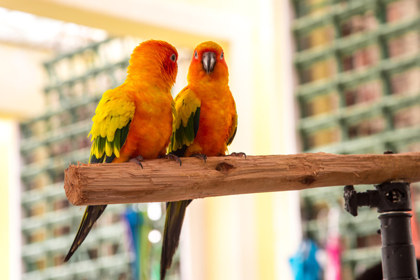 Renkli çift papağan - Fotoğraf, Görsel