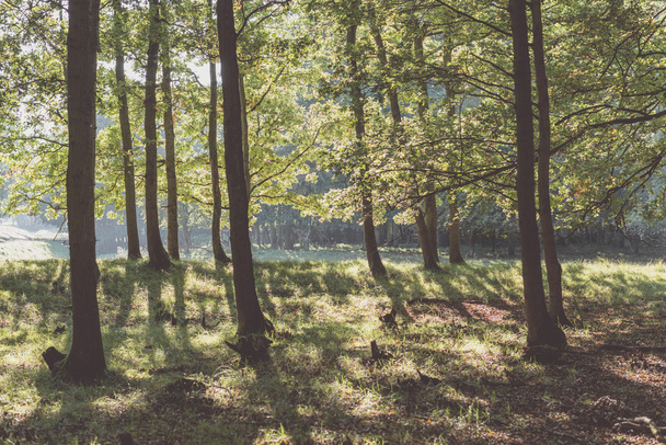 Backlit deciduous tree forest - Photo, Image