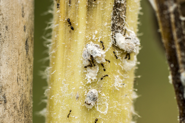 Ants and white aphids on the tree. - Photo, Image