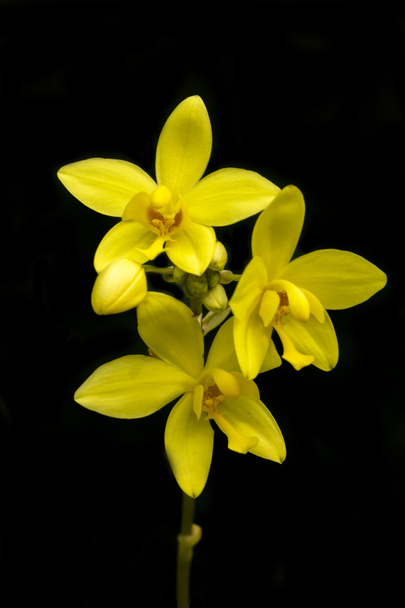 Ground orchid flower in the garden. - Photo, Image