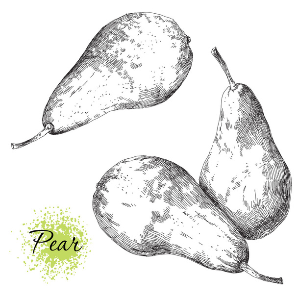 Vector set of hand drawn pear - Vettoriali, immagini