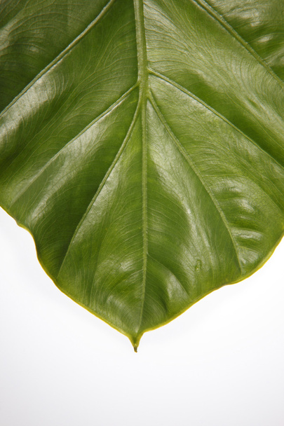 Leaf - Foto, Imagem