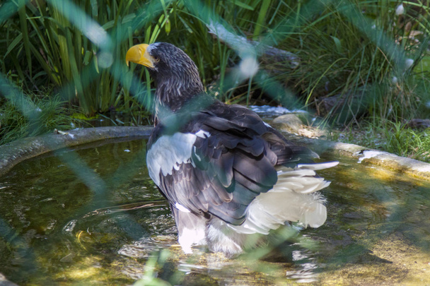 Riesenseeadler im Zoo - Фото, зображення