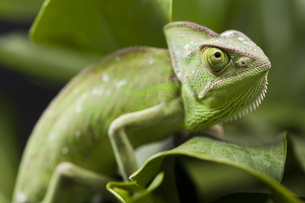 Chameleon on the leaf - Photo, Image
