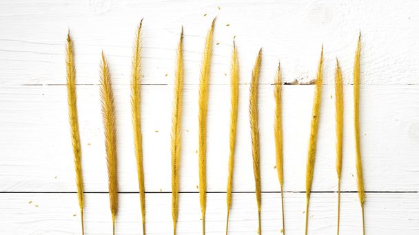 yellow color of wheat - Foto, immagini