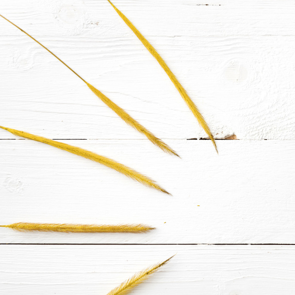 yellow color of wheat - Zdjęcie, obraz