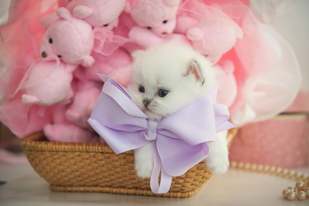 Británico pura raza gatito en un cesta en rosa fondo teddy bea
 - Foto, imagen