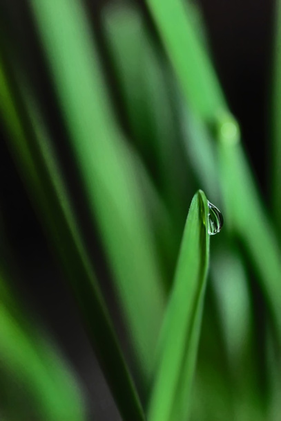 Close up water drops - Photo, Image