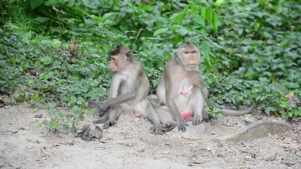 Maymun ağacı Pong Krathing kaplıca üzerinde - Video, Çekim