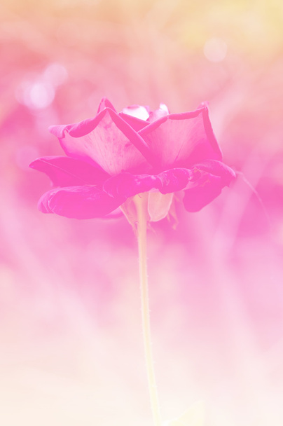 krásné květiny s barvou - Fotografie, Obrázek