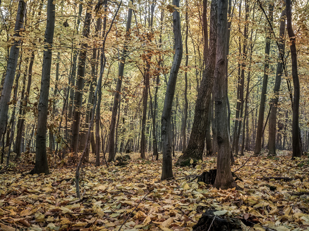 Forest in autumn colors - Фото, зображення