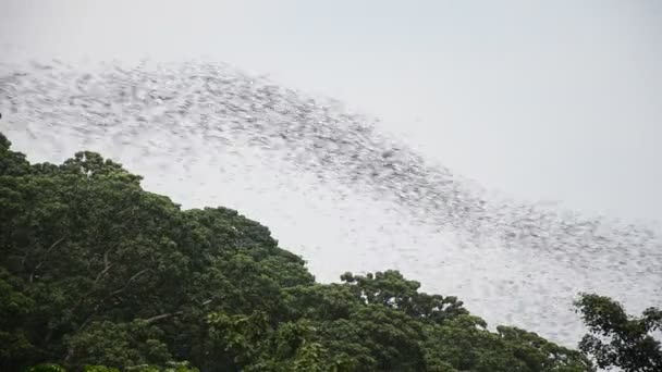Cien millones de murciélagos volando nocturnos en Wat Khao Chong Pran en Ratchaburi Tailandia
. - Metraje, vídeo