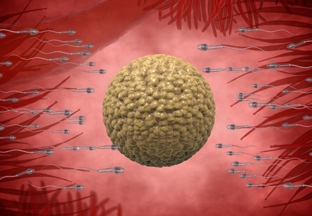 Spermatozoonen, die zum Eierstock schweben - 3D-Render - Foto, Bild