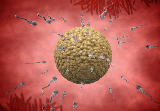Espermatozoides, flotando en el óvulo - renderizado 3d
 - Foto, Imagen