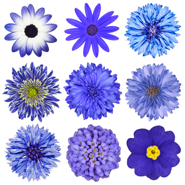 Selección de varias flores azules aisladas en blanco
 - Foto, imagen