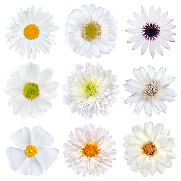 verschillende selectie van witte bloemen geïsoleerd - Foto, afbeelding