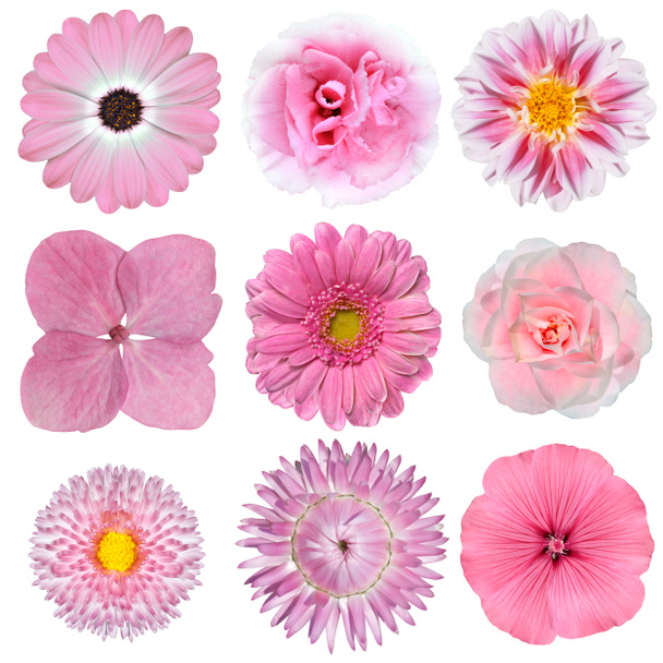 συλλογή από ροζ λευκά λουλούδια που απομονώνονται σε λευκό - Φωτογραφία, εικόνα