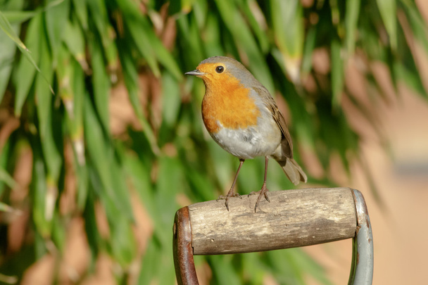 Bahçe çatalı tanıtıcısı üzerinde Avrupa Robin - Fotoğraf, Görsel