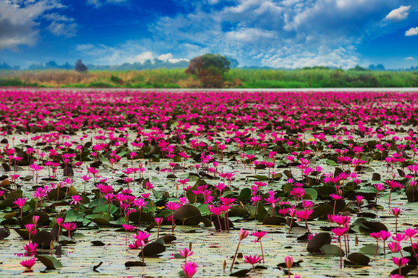 Meer roter Lotus, Sumpf roter Lotus Meer roter Lotus thailand - Foto, Bild