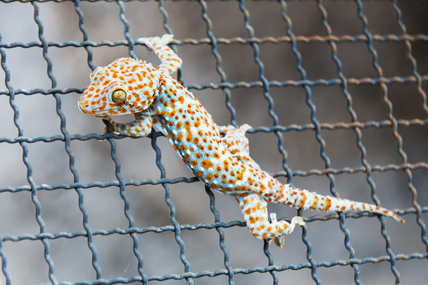 Closeup Gecko na ocelové pletivo - Fotografie, Obrázek