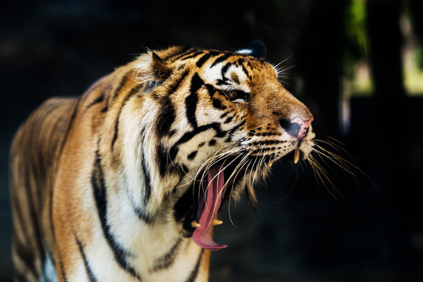 Un tigre prêt à attaquer en vous regardant - Photo, image