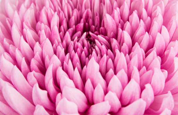 Closeup of violet Chrysanthemum Flower Background - Photo, Image