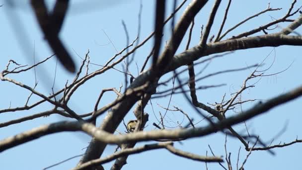 vogel is het oppakken van de kleine boomtakken - Video