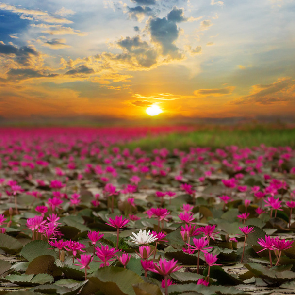 Ηλιοφάνειας ανερχόμενο άνθος λωτού στην Ταϊλάνδη - Φωτογραφία, εικόνα